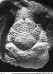 Historisches Foto von Ambulocapsa novacula (Robins, Feldmann & Schweitzer, 2013) (NHMW-AFW-GEO-BACHMAYER-FOTO-1990-0041-0653)